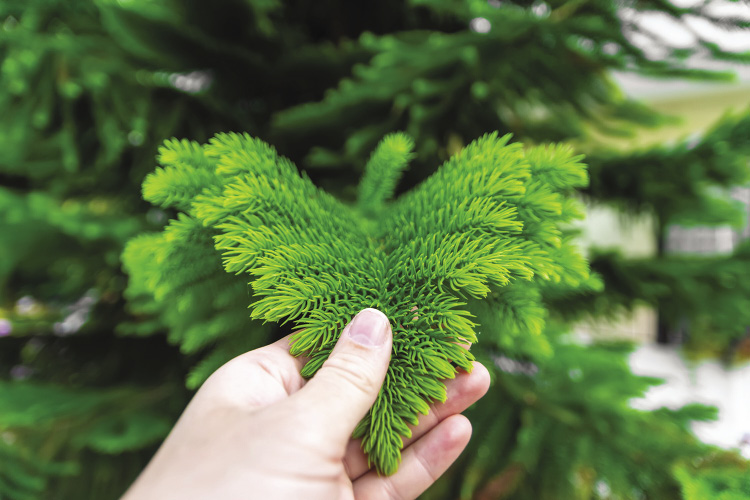 A person's hand holds a small branch growing on a pine tree.